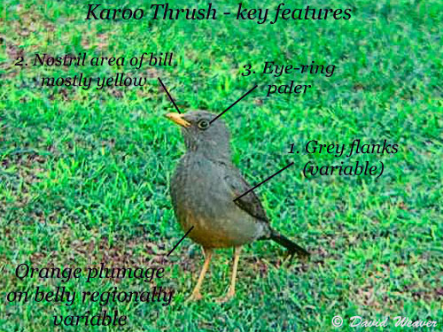 Karoo Thrush